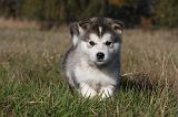 ALASKAN MALAMUTE 464